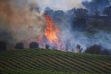 Flammen steigen in einem Weinberg in Nordspanien auf.