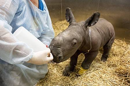 Das Breitmaulnashornkälbchen, erst wenige Tage alt, wird von einer Tierarzthelferin im Werribee Open Range Zoo gefüttert.