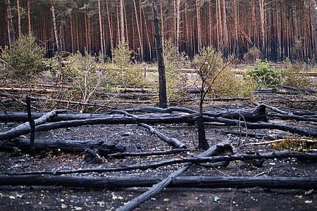 Schwarz verkohlte Baumstämme liegen auf dem Waldboden in Treuenbrietzen: Die Waldbrände in Brandenburg sind vorerst gelöscht.