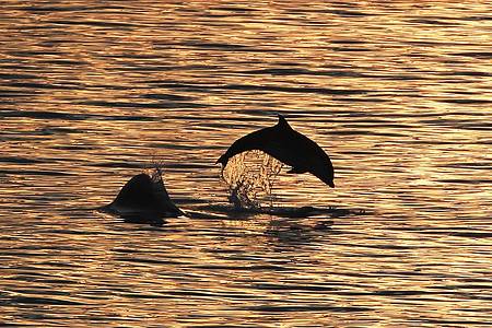 Delfine im Abendlicht: Angesichts ihres hervorragenden Gehörsinns sind die Meeressäuger in der Lage, Minen und andere potenziell gefährliche Gegenstände aufzuspüren.