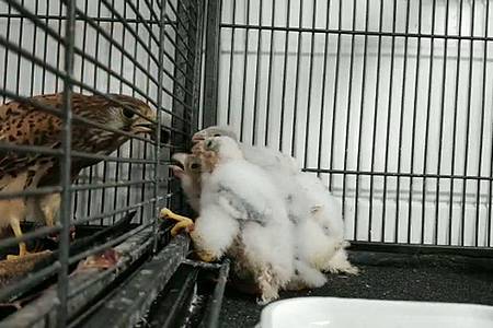 Hunger! Der Falke während einer Fütterung der vier Falkenküken.