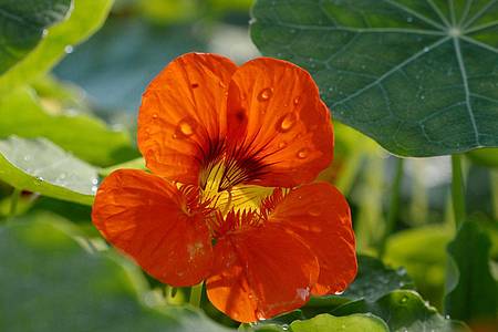 Wussten Sie, das bunte Blüten (im Bild Kapuzinerkresse) nicht nur hübsch, sondern auch richtig lecker sein können?