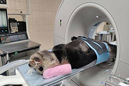 Auf diesem vom Zoo Taipeh veröffentlichten Foto wird der kranke Große Panda «Tuan Tuan» in ein CT-Gerät gefahren.