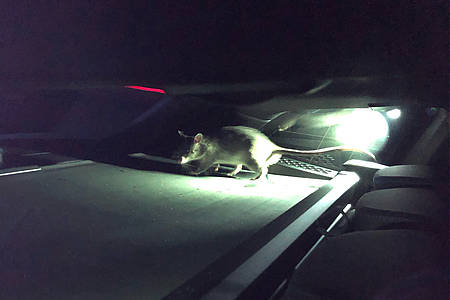 Ratte auf Motorhaube