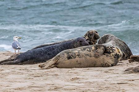 Kegelrobben auf Monomoy Island im US-Bundesstaat Massachusetts. Die Vogelgrippe tötet in den USA Hunderte Robben.