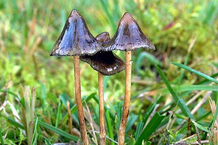 Halluzinogene Pilze können auch für psychotherapeutische Zwecke eingesetzt werden.