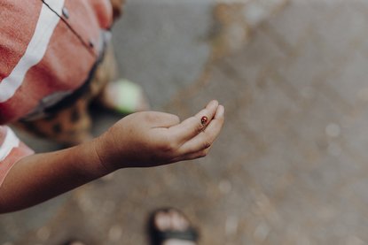 Marienkäfer sitzt auf der Hand eines Kindes.