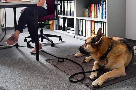 Arbeitgeber dürfen entscheiden, ob Hunde mit zur Arbeit gebracht werden. Das gilt auch für Assistenzhunde, wenn andere Mitarbeiterinnen und Mitarbeiter sich von diesen bedroht fühlen.