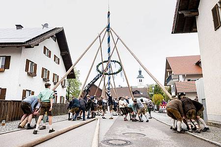 Mitglieder der Burschenschaft Perchting stellen mit Hilfe von «Schwalben», mit Seilen verknoteten Stöcken, einen Maibaum am Dorfplatz von Perchting auf.