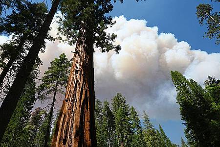 Rauchwolken steigen über einem Riesenmammutbaum im Yosemite-Nationalpark auf.