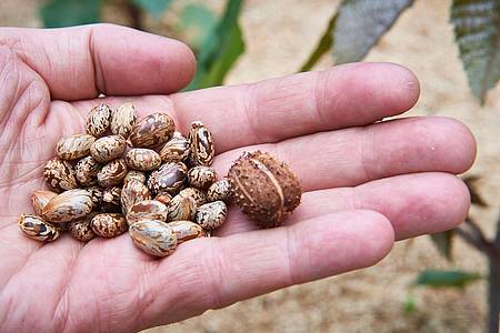 Die Samen des Rizinusbaums enthalten Rizin, das als Bio-Kampfstoff eingeschätzt wird.
