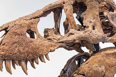 Der Tyrannosaurus-Schädel könnte bei einer Auktion in New York bis zu 20 Millionen US Dollar einbringen.