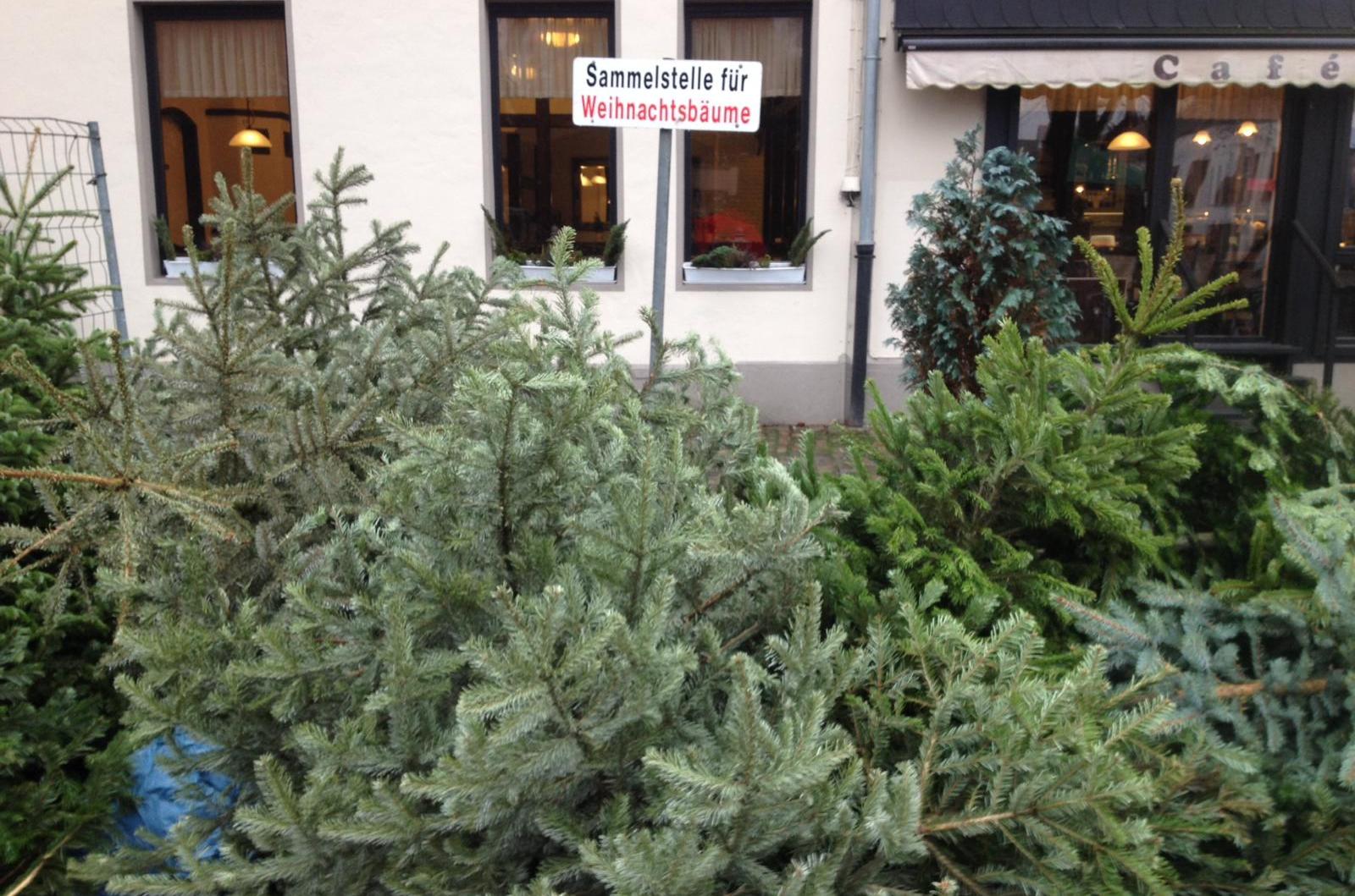 sammelstelle-weihnachtsbaum-tanne-sammlung