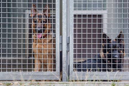 Zwei Schäferhunde blicken im Tierheim Böblingen aus ihrem Zwinger.