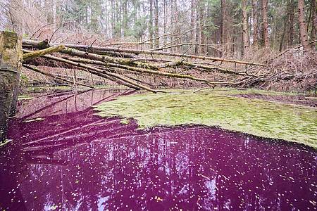 Purpurfarben schimmert das Wasser in einem kleinen Teich im Hildesheimer Wald bei Sibbesse. Experten vermuten, dass Mikroorganismen für die Verfärbung sorgen.
