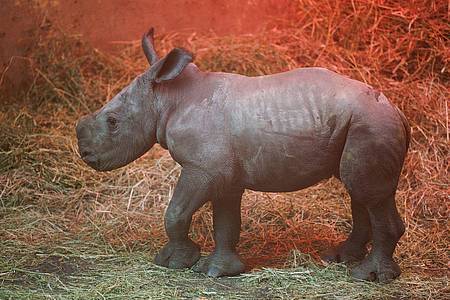 Das Nashorn-Jungtier Lisbeth, das am 19.02.2023 von Muttertier Amalie geboren wurde.