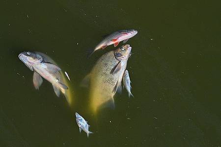 Tote Fische treiben im Wasser des deutsch-polnischen Grenzflusses Oder (August).