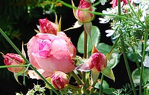 Rosenblütenknospen in rosa