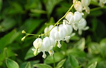 Weiße Blüten der Pflanze "Tränendes Herz"