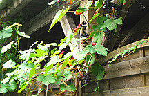 Weintrauben ranken am Holzzaun