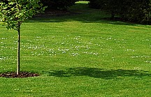 Garten mit großer Rasenfläche