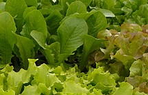 Verschiedene grüne, junge Salatsetzlinge