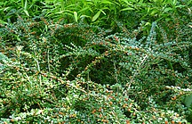 Gründeckende Zwergmispel mit roten Beeren