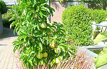 Stammförmiger Apfelbaum an Hofeinfahrt