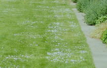 Grüne Rasenfläche mit Betonkante