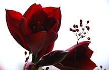 Rote offene Blüte einer Amaryllis
