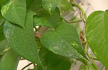Mit Wassertropfenbesprühte grüne Pflanzenblätter