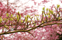 Brauner Ast, im Hintergrund rosa Blüten