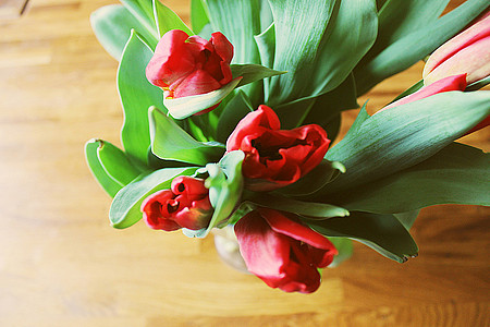 Tulpen